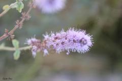 Mentha-longifolia-L