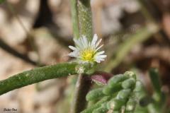 Mesembryanthemum-nodiflorum-L
