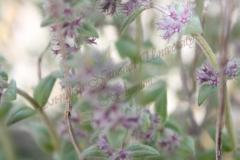Micromeria-nervosa-Desf