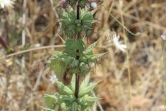 Moluccella-spinosa-L