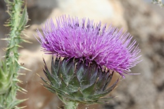 NABLUS-25.4.2012-124