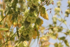 NABLUS-25.4.2012-127