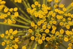 NABLUS-25.4.2012-238