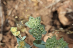 NABLUS-25.4.2012-284