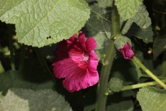 NABLUS-25.4.2012-304