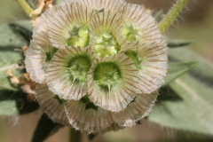 NABLUS-25.4.2012-325