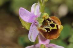 NABLUS-25.4.2012-382