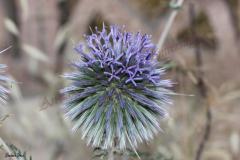 NABLUS-25.4.2012-632