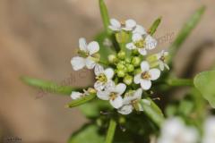 Nasturtium-officinale-R.-Br