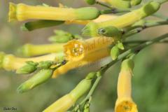Nicotiana-glauca-Graham