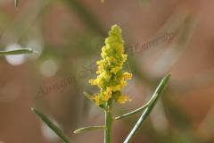 Ochradenus-baccatus-Delile