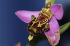 Ophrys-apifera-Huds