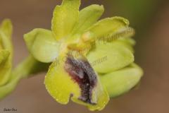 Ophrys-lutea-Cav