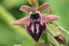Ophrys-sphegodes-Mill
