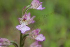 Orchis-papilionacea-Pink-Butterfly-Orchid