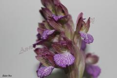 Orchis-tridentata-Scop