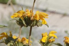 Phlomis-viscosa-Poir