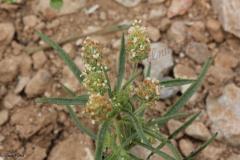 Plantago-afra-L