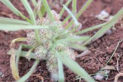 Plantago-cretica-L