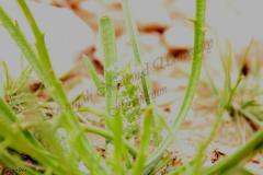 Plantago-crypsoides-Boiss