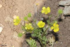 Ranunculus-scandicinus-Boiss.-P.H.Davis_