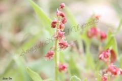 Rumex-cyprius-Murb