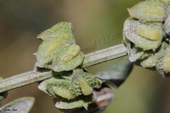 Rumex-pulcher-L