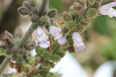 Salvia-fruticosa-Mill