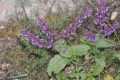 Salvia-judaica-Boiss