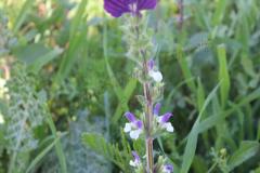 Salvia-viridis-L
