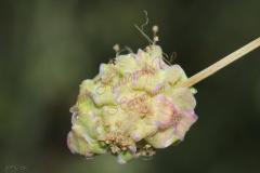 Sanguisorba-minor-Scop