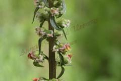 Scrophularia-rubricaulis-Boiss