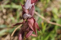 Serapias-vomeracea-H.Baumann-Kuenkele