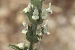 Sideritis-perfoliata-L