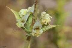 Sideritis-pullulans-Vent