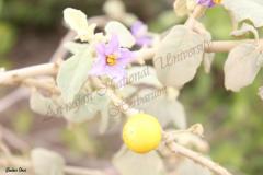Solanum-incanum-L