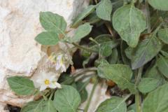 Solanum-nigrum-L