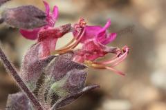 Teucrium-divaricatum-Heldr