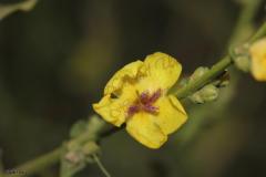Verbascum-sinuatum-L
