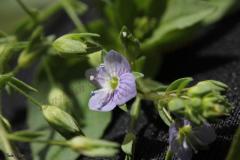 Veronica-anagallis-aquatica-L