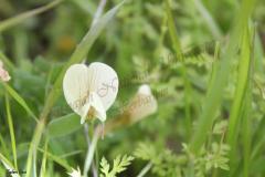 Vicia-hybrida-L