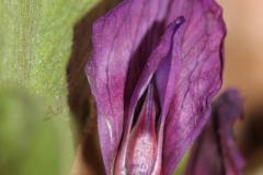 Vicia-narbonensis-L