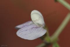Vicia-peregrina-L