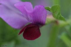 Vicia-sativa-L