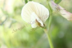 Vicia-sericocarpa-Fenzl