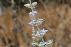 Vitex-agnus-castus-L