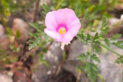 WhatsApp-Image-2025-05-01-at-2.47.24-PM-1