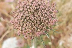 WhatsApp-Image-2025-05-01-at-2.47.30-PM-1