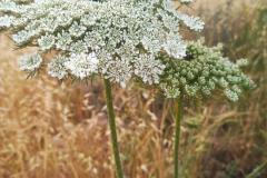 WhatsApp-Image-2025-05-01-at-2.47.30-PM