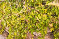 WhatsApp-Image-2025-05-01-at-2.47.31-PM-1